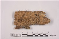 藏品(凸緣孔梅衣)的圖片